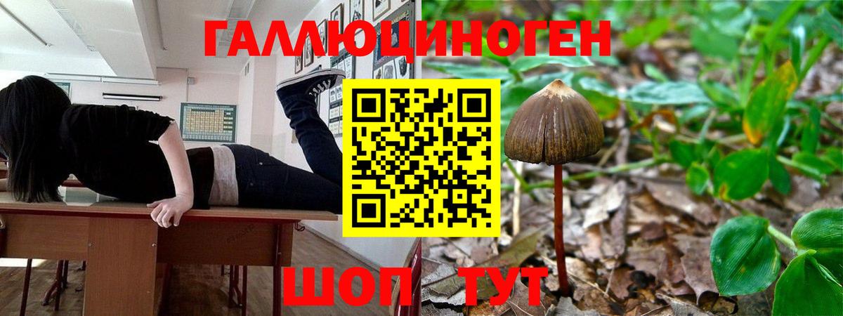 Псилоцибиновые грибы мицелий Сорочинск